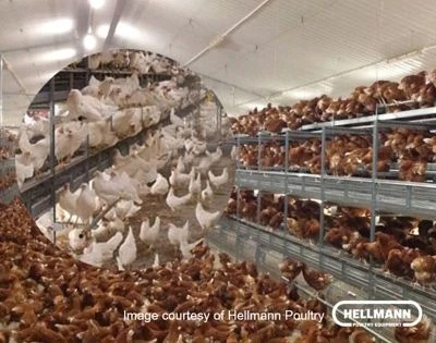 Больные куры-несушки расходуют до 45% корма на поддержание иммунитета