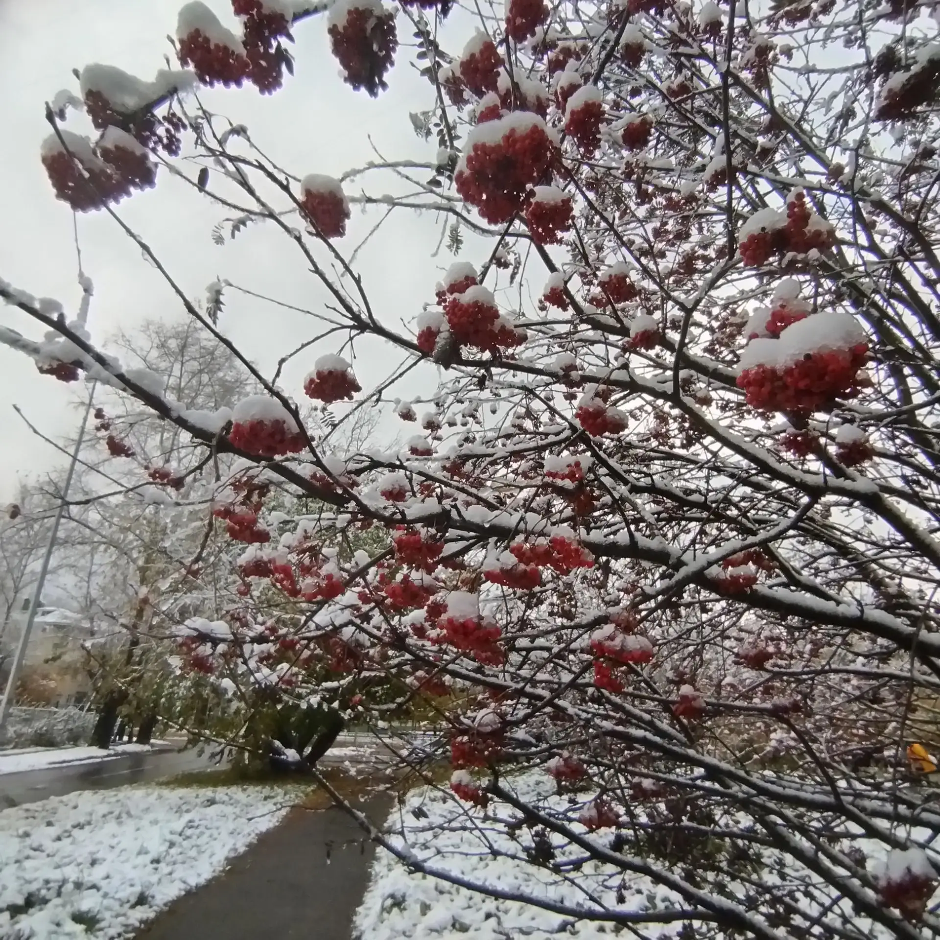 Ну что, друзья, на Урал официально пришла зима! 🥶❄️
