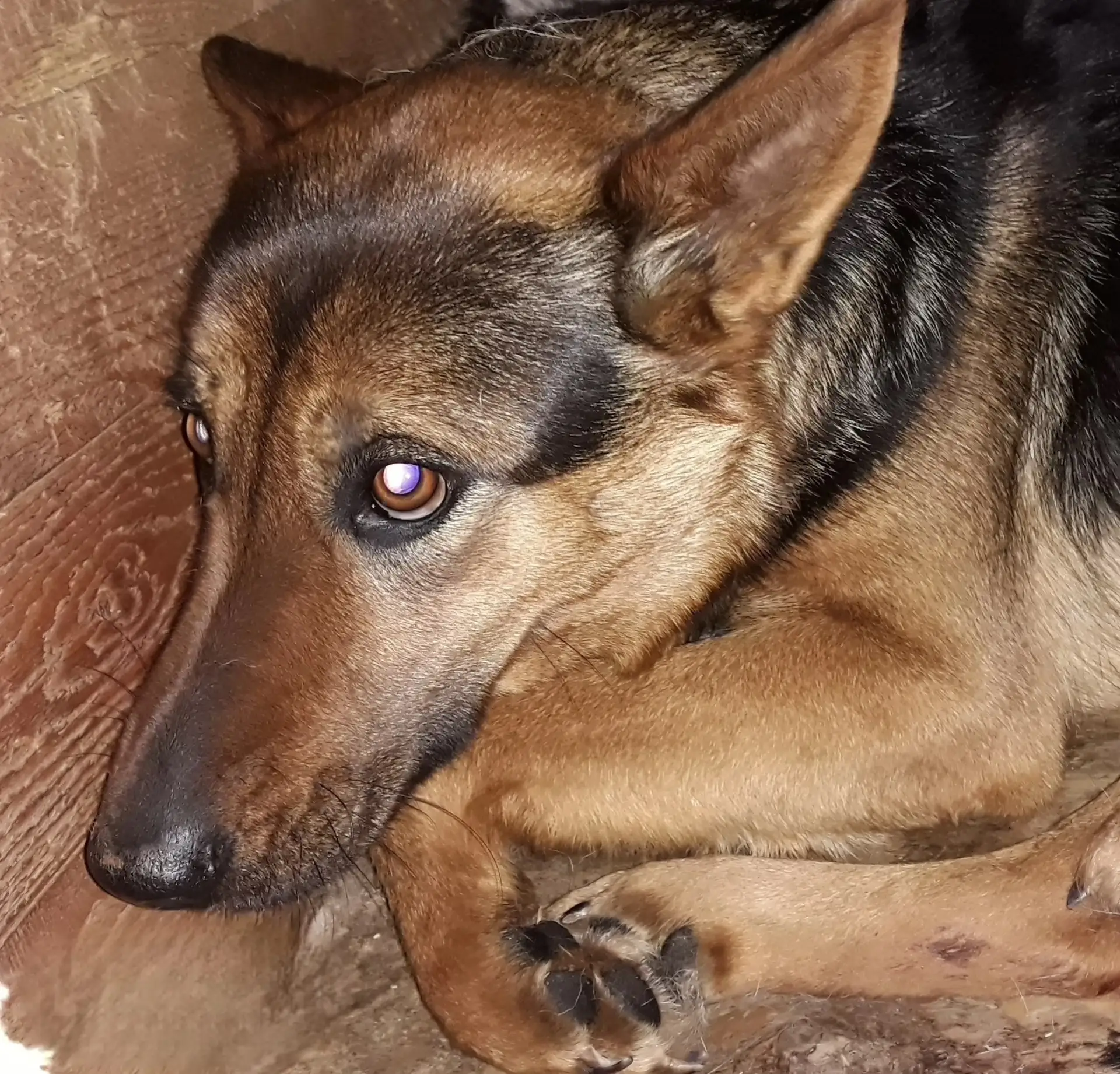 🐕 5 октября в Апатитах отловлено 4 собаки без владельца. На время розыска собственника...