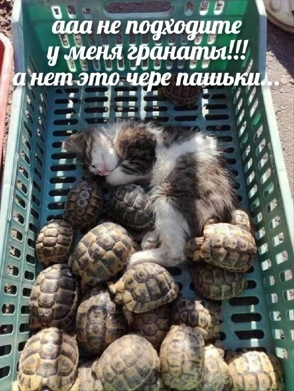 Мемы каждый день • Подписаться