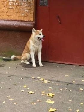 Замечена собака