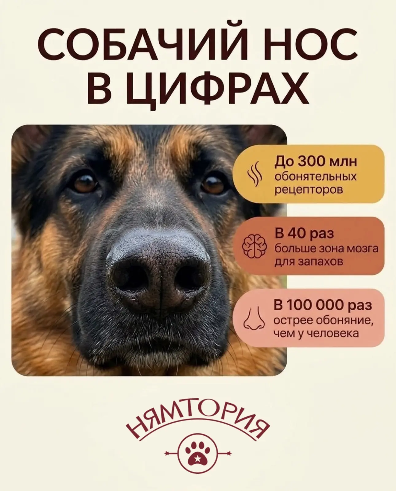 Мир, который хвостик видит носом 🐶