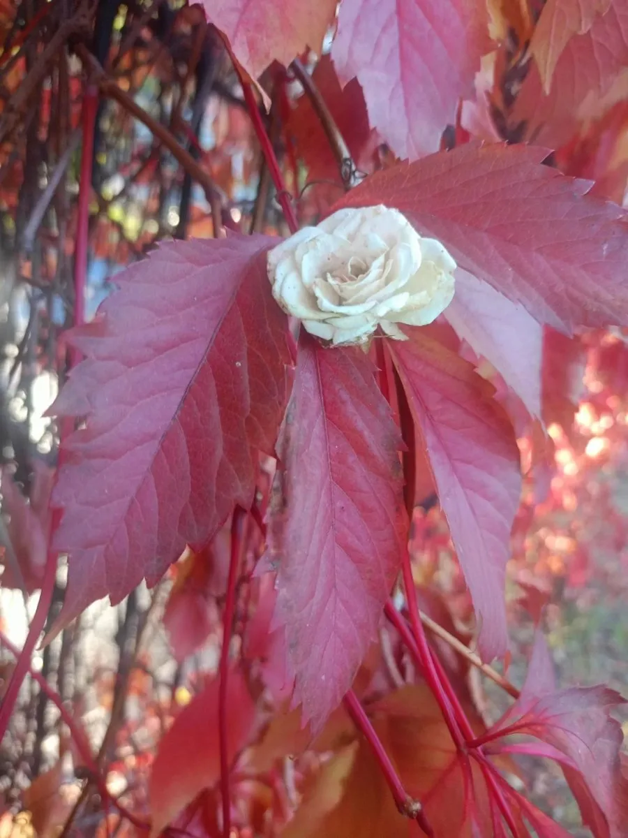Яркие цвета Ростовской осени 🍁