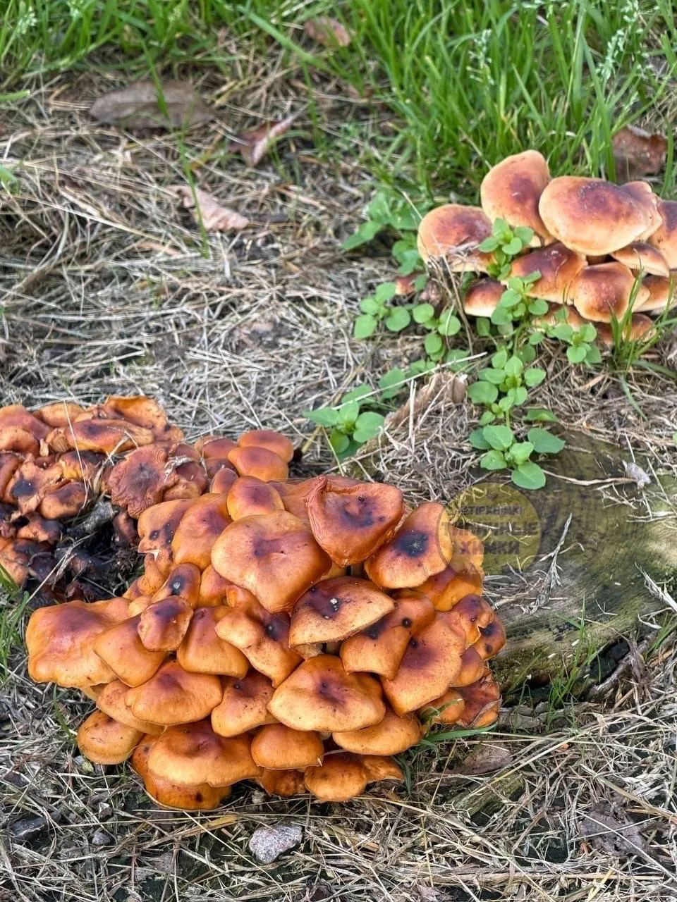 🍄‍🟫На улице Калинина напротив администрации растут грибы, похожие на съедобные