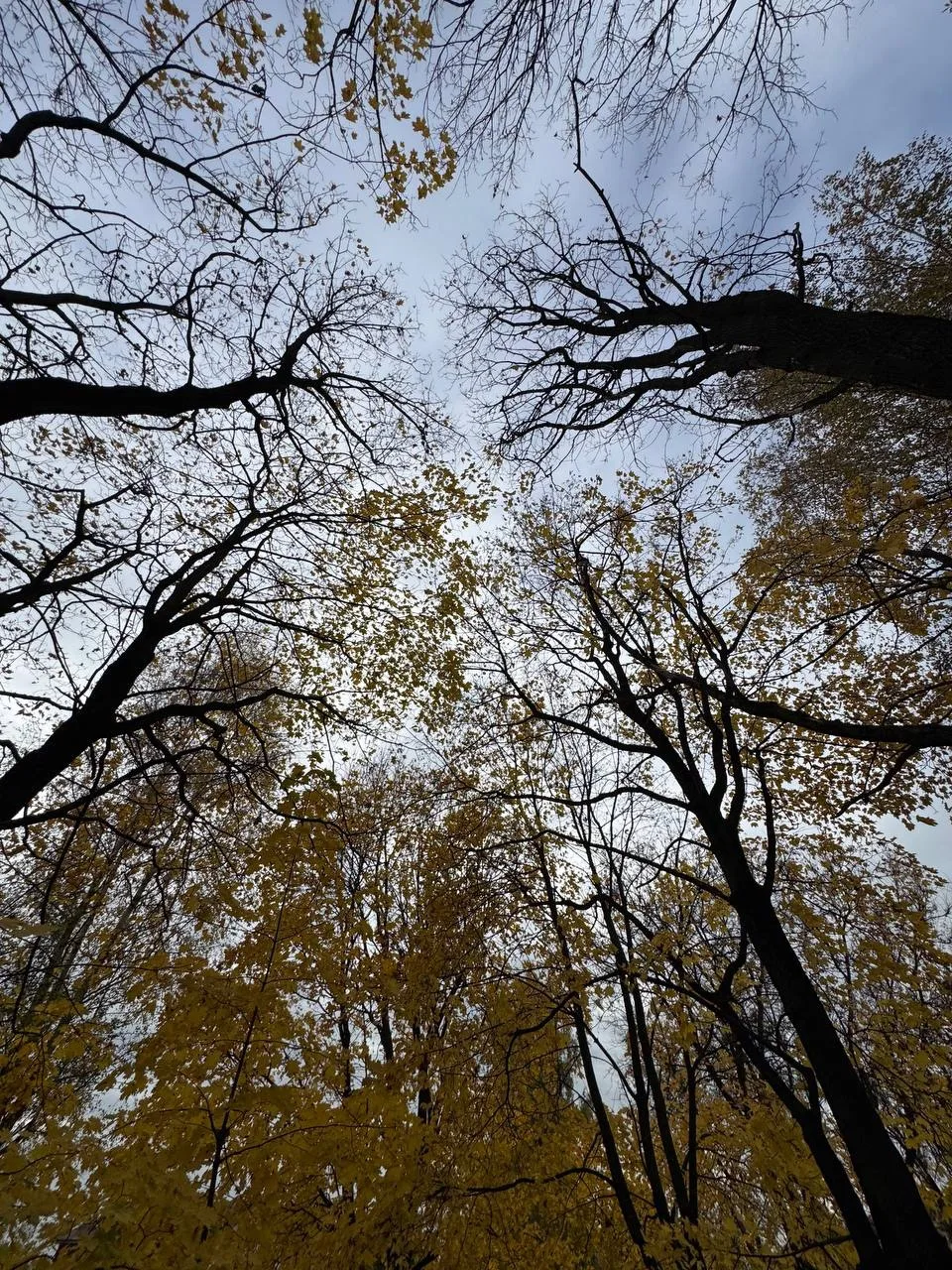 🍁🍁🍁🍁🍁