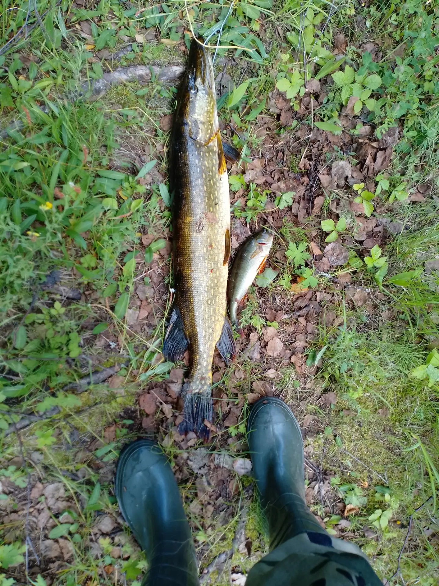 🎣 Улов от подписчика