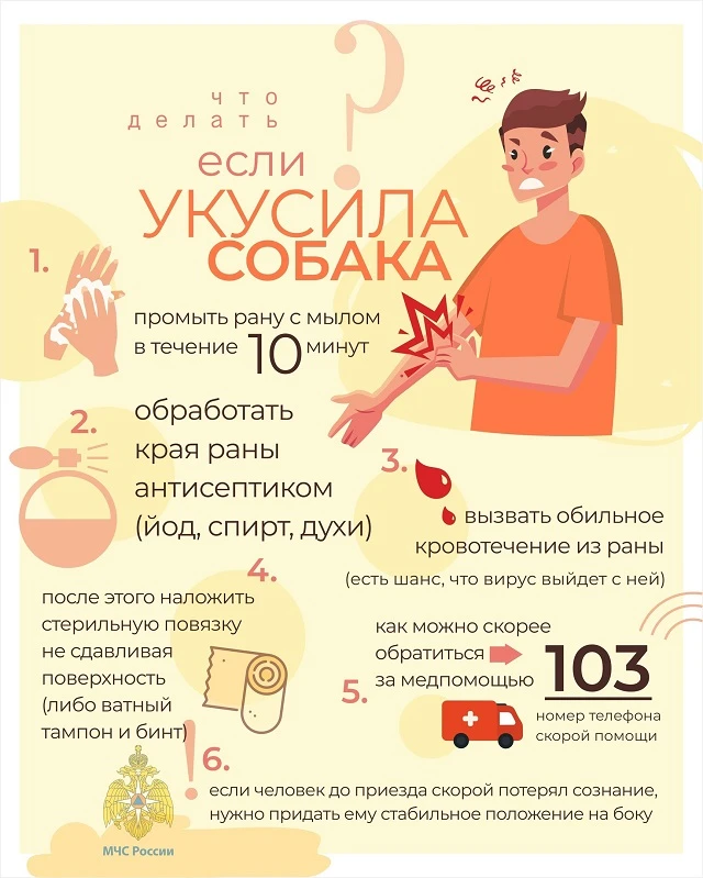 ПРАВИЛА БЕЗОПАСНОСТИ ПРИ ВСТРЕЧЕ С СОБАКАМИ