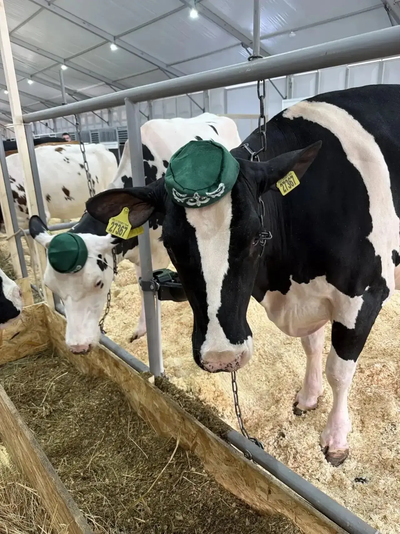 🐂 ООО АФ «Возрождение»ның   сыерлары — күргәзмәнең йөзек кашы!