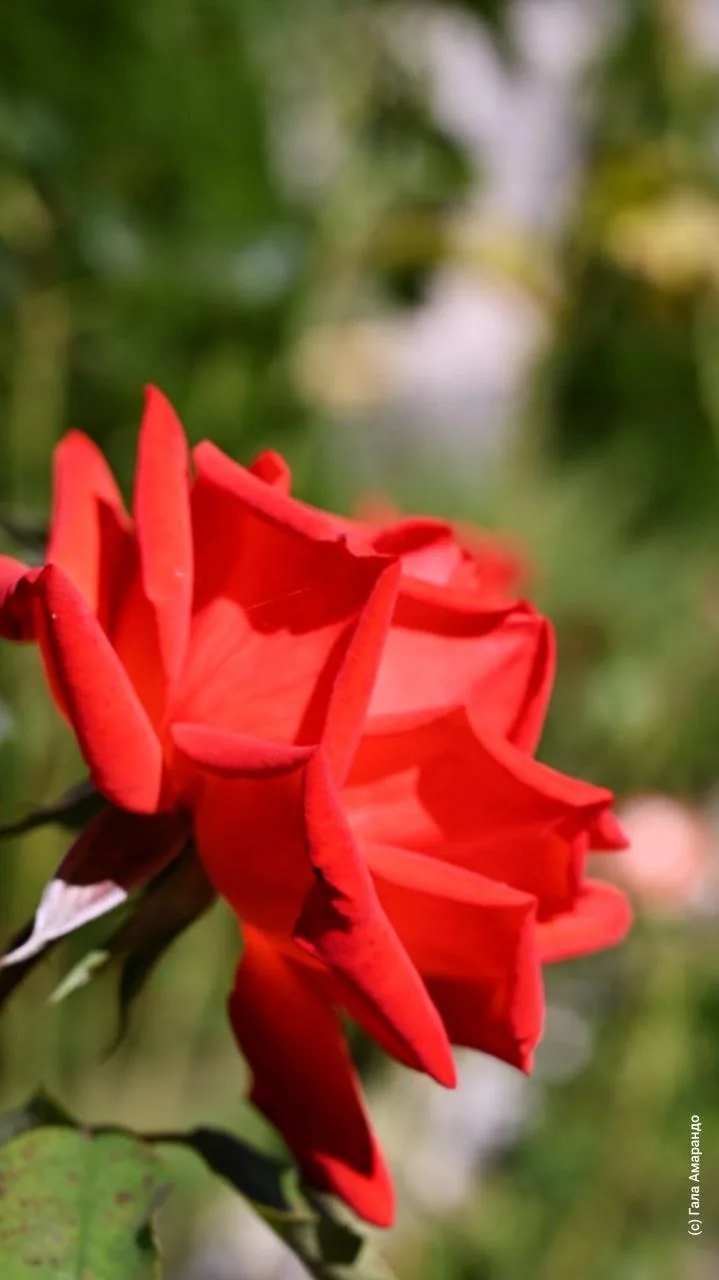 🌹 Осенью, когда погода мягче, розы выглядят лучше. Иногда то же самое и с людьми.