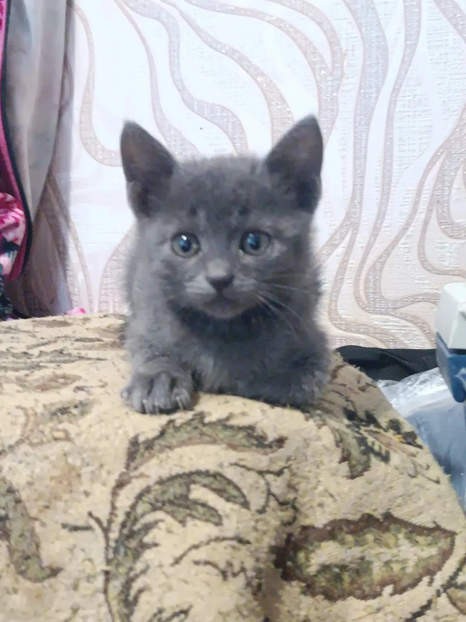 🏠 В добрые руки котёнок-девочка, 1,5 месяца.