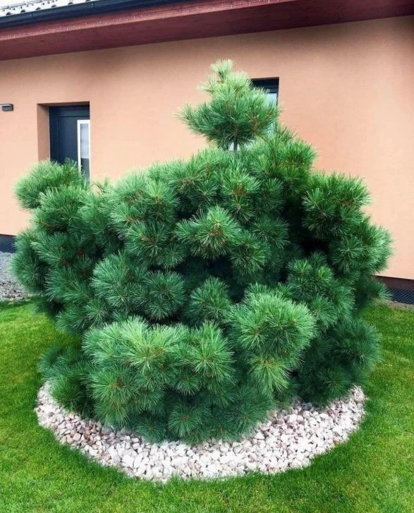 Сосна Веймутова (Pinus strobus)