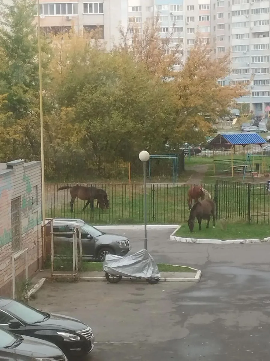 В Брянске три коня поедают детскую площадку на Белобережской