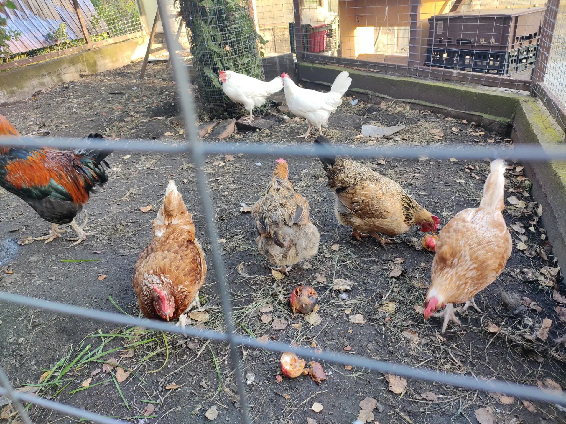 Семь кур + один петух 🐓 за 1500 рублей всех.  Куры несутся. Не хочется рубить и не мог...