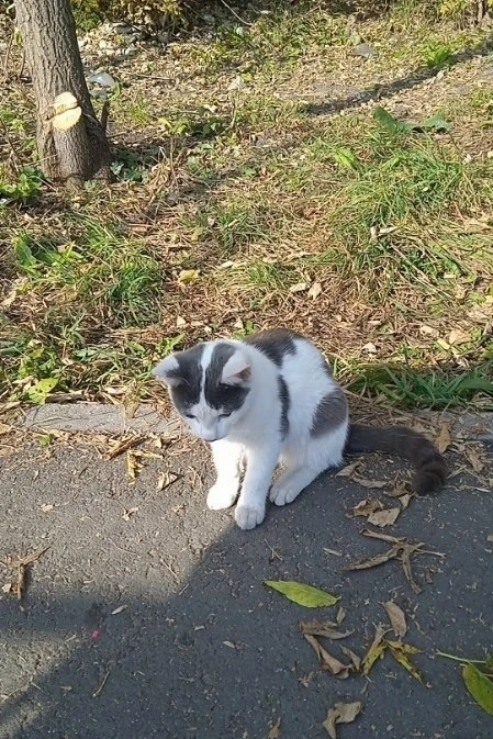 ⚠️⚠️⚠️Домашнего котёнка выкинули на улицу!!!