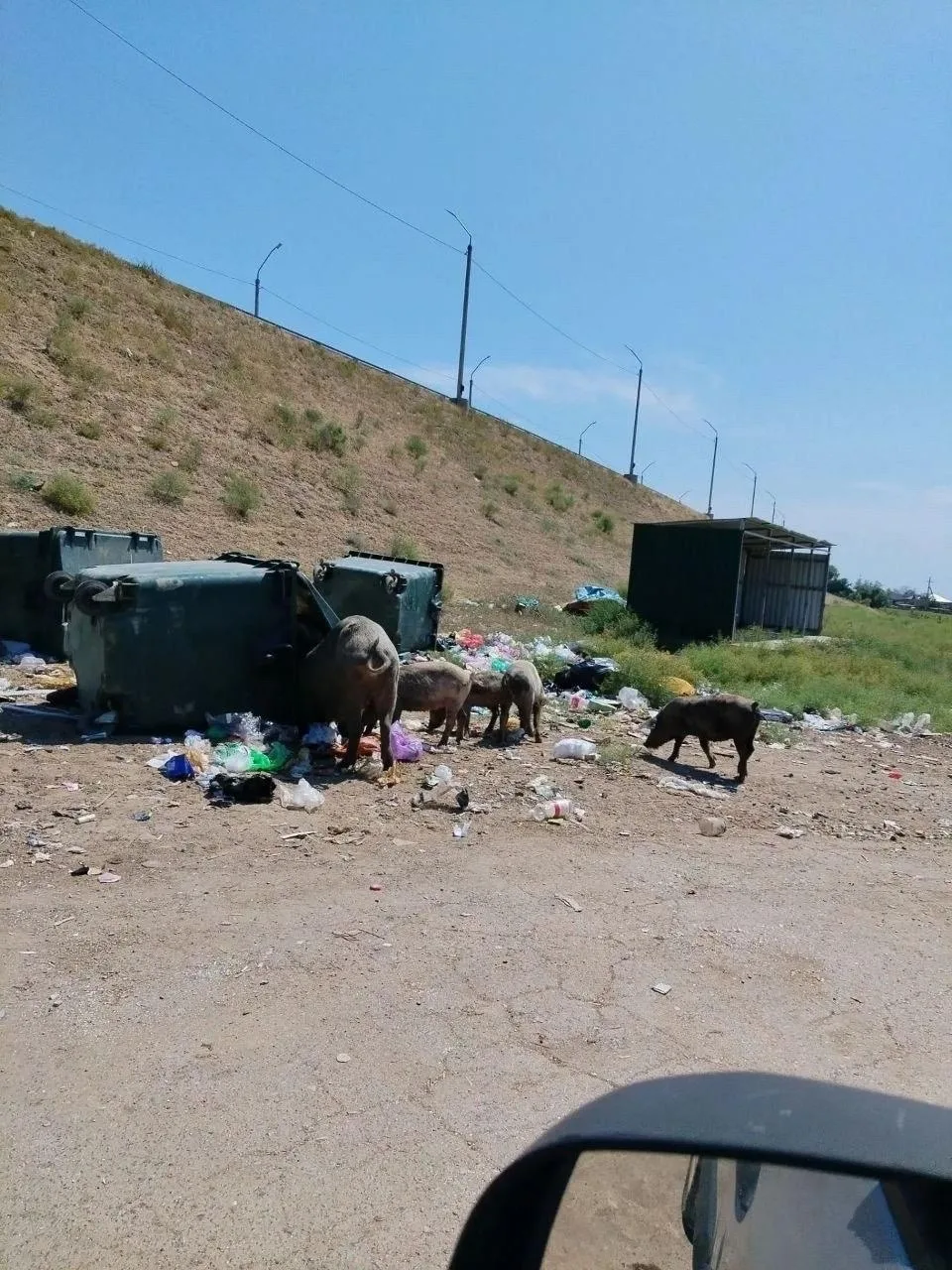 👀В астраханском селе Яманцуг свиньи устроили «мусорный террор»