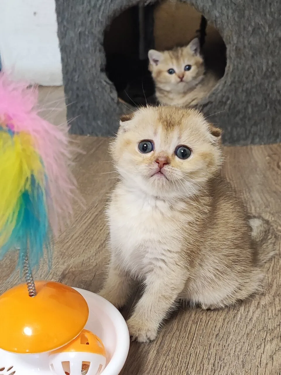 Продам шотландских котят золотая шиншилла, Шахтёрск