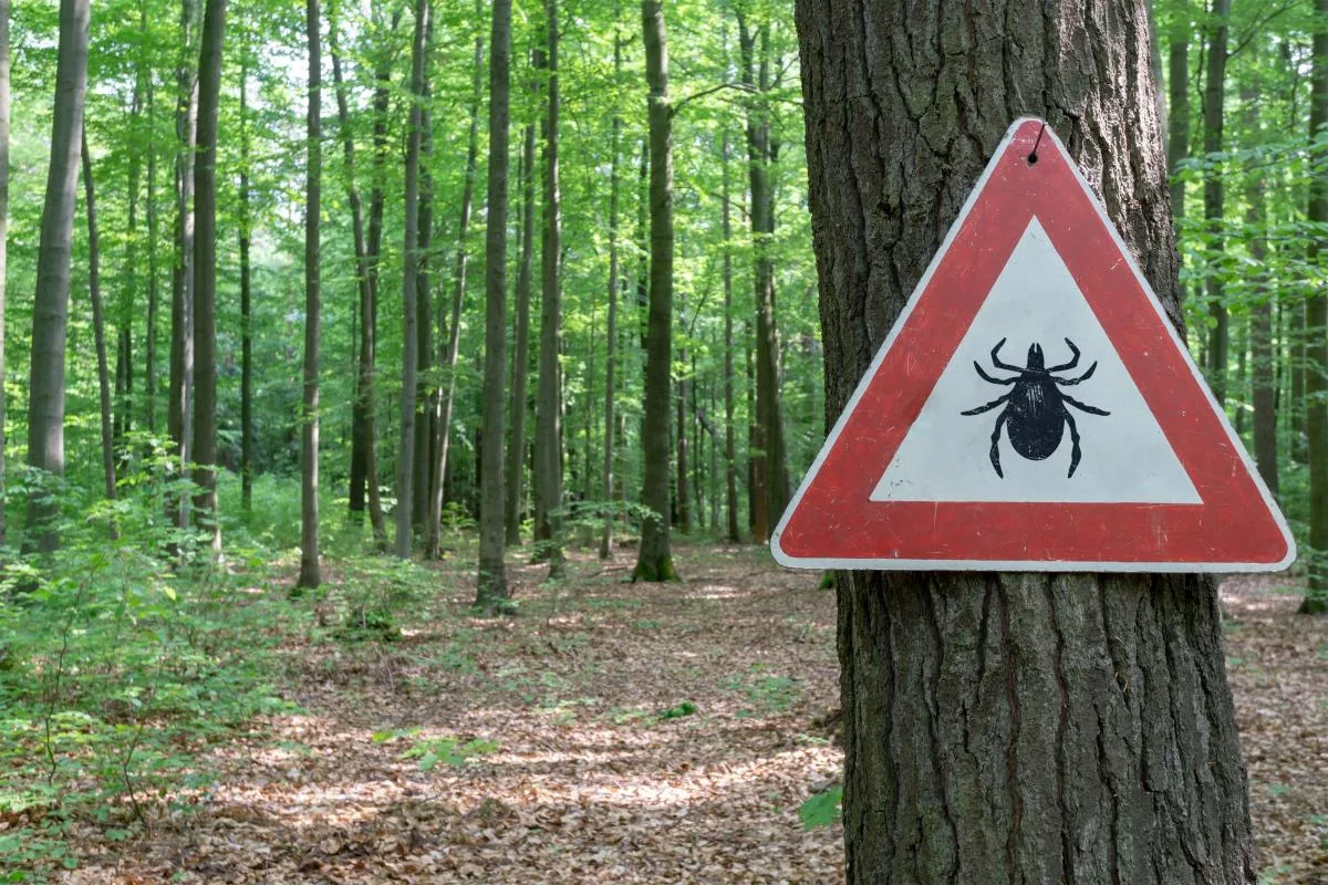 🕷 Клещи в Тверской области активны до конца октября