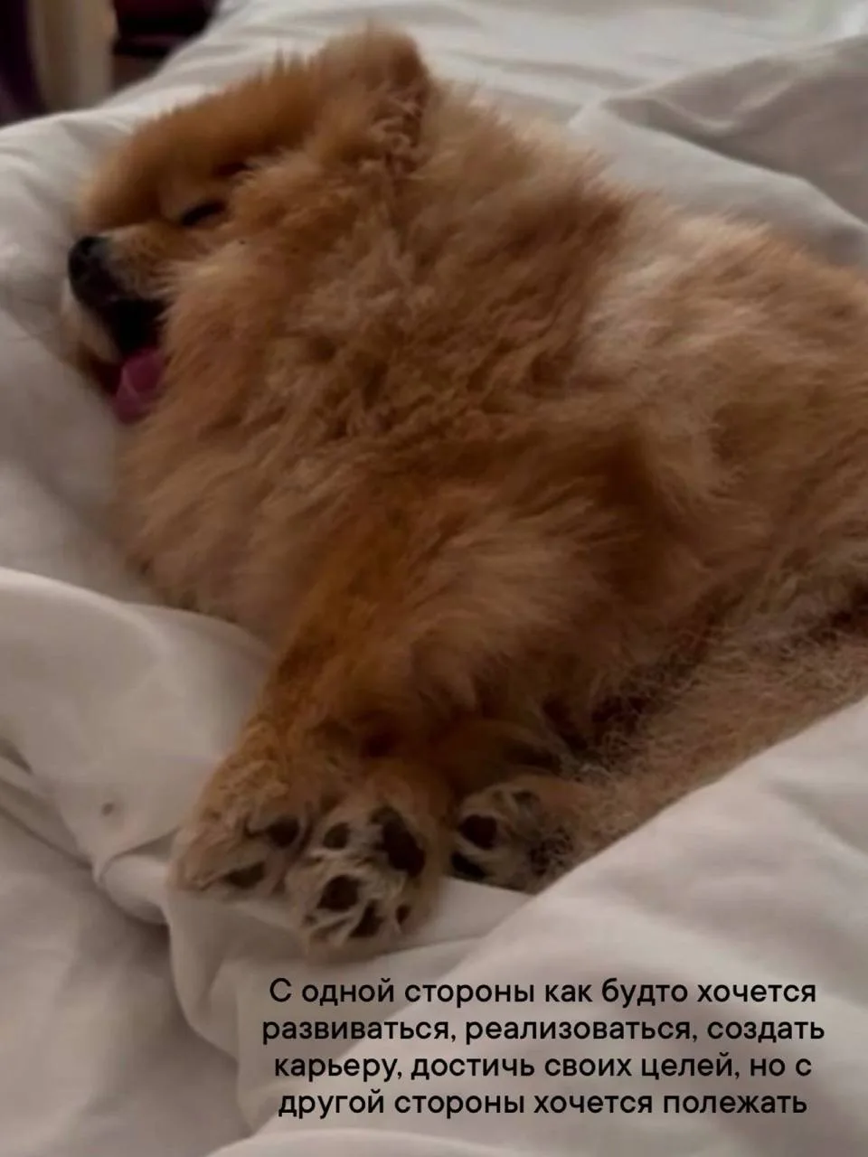 Доброе утро от собаки Шанталь ❤️