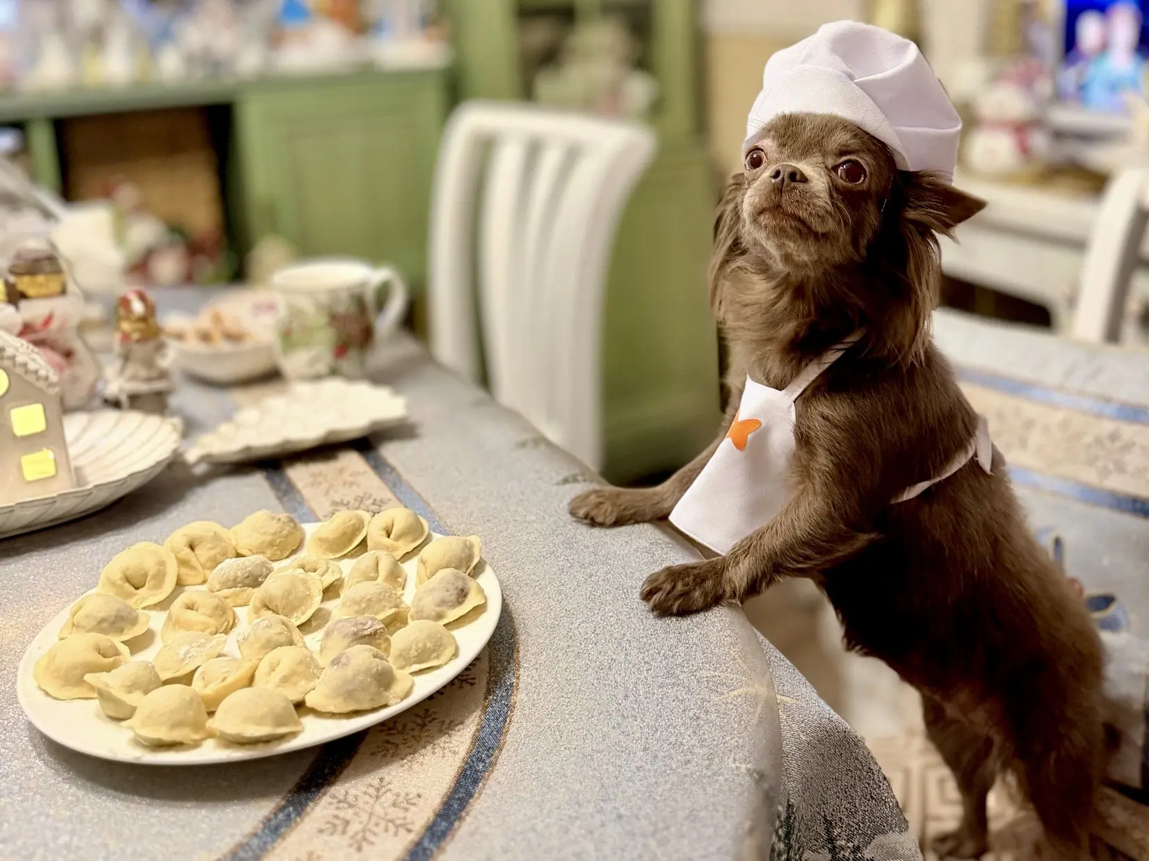 🐾🥟😋