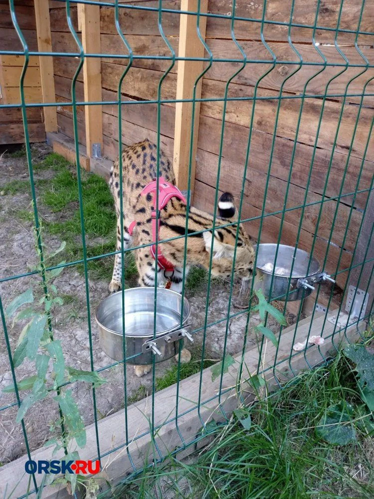 🐾 Пятничное настроение: орчане показали своих любимцев