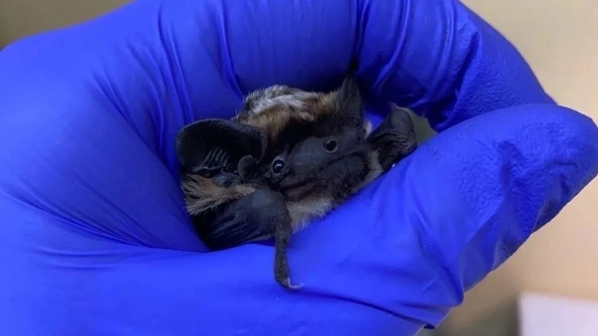 🦇 На станции Сейма железнодорожники спасли замерзающую летучую мышь.