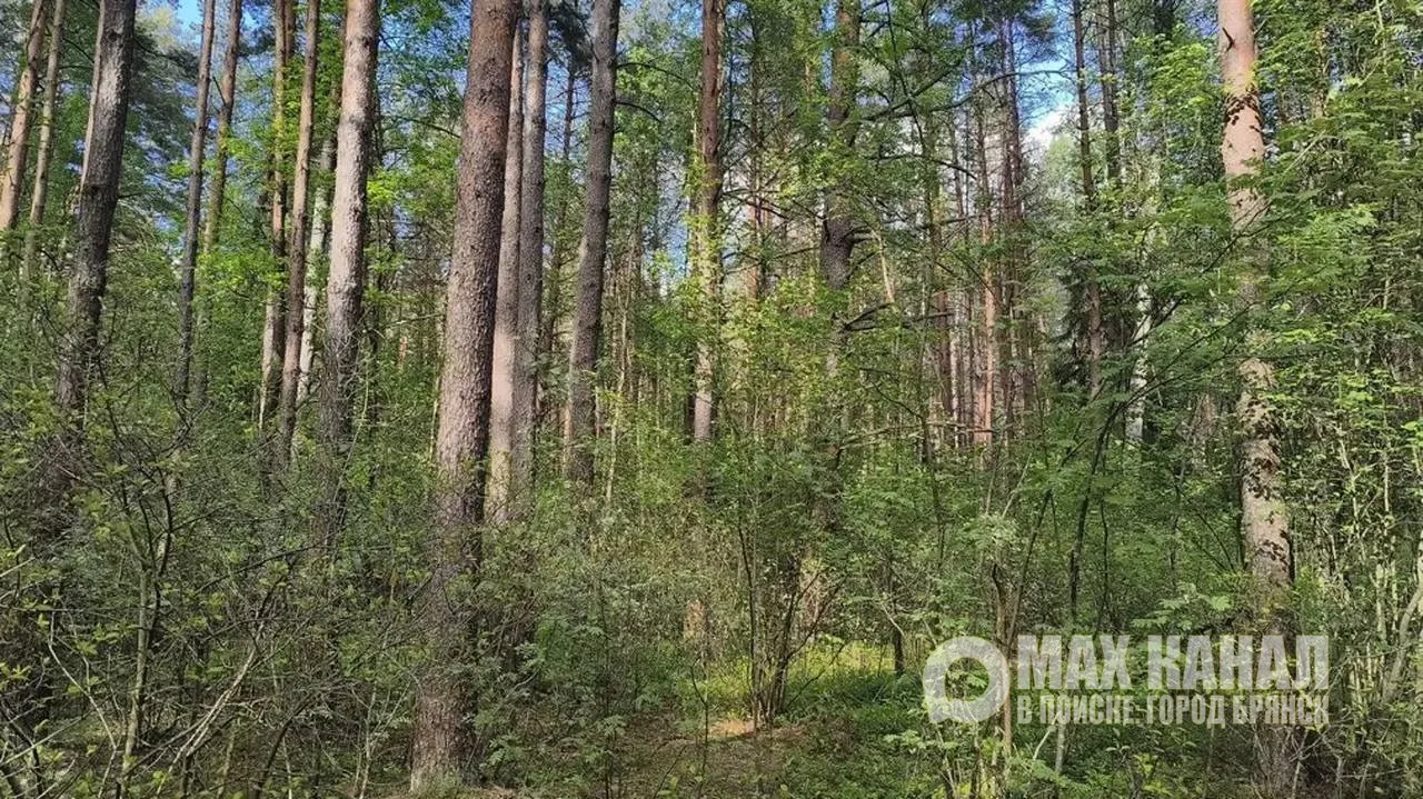 ‼️В приграничных лесах обнаруживают мины, сообщает РБК