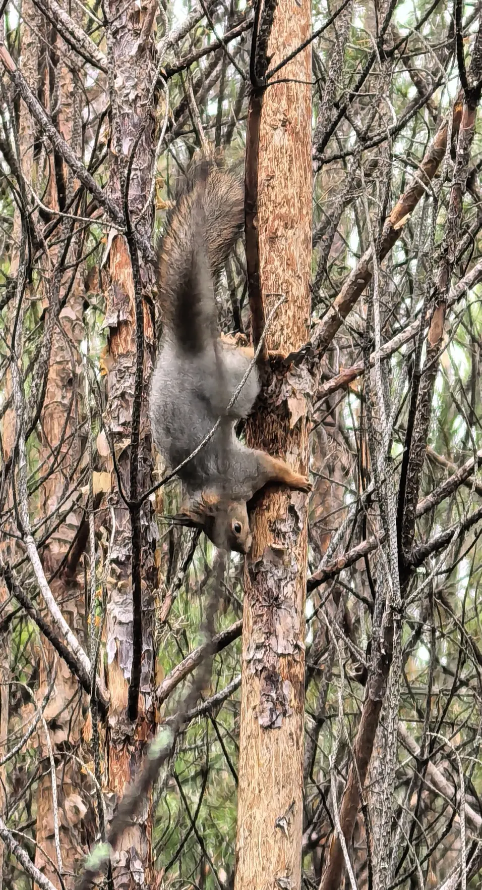 Рыжие подружки 🐿