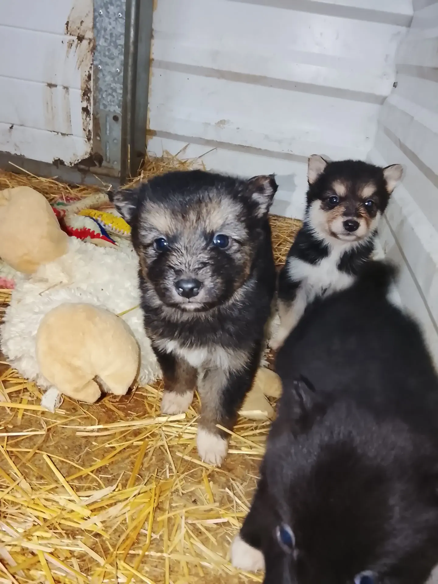 Наши милые плюшевые малыши😍начинают искать своих хозяев!