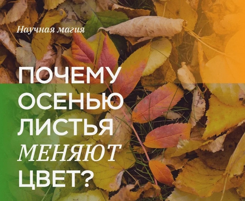 Почему листья желтеют? Разбираемся в посте🍂