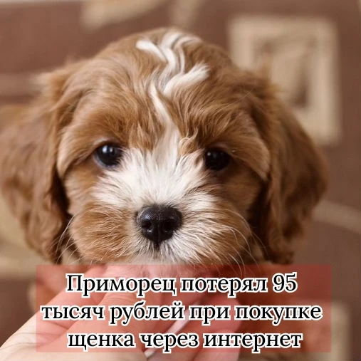 26-летний житель Уссурийска перевёл 95 000 рублей за щенка породы кавапу — и остался бе...