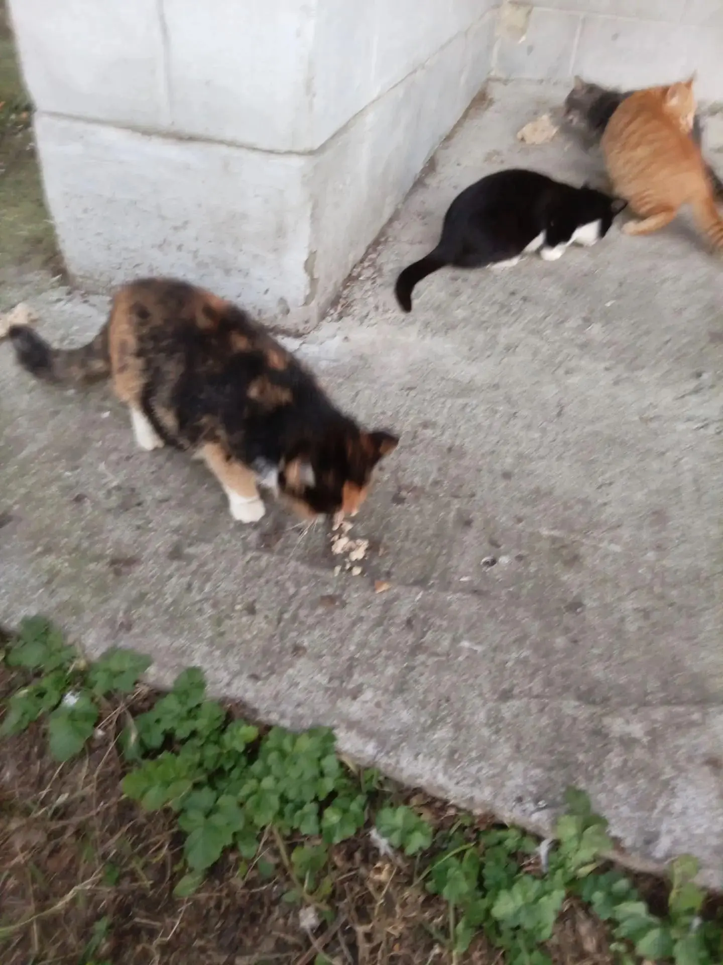 💔💔💔 Очень нужна помощь маме кошечке и её трем котятам (мальчики). Кошка выживает в з...