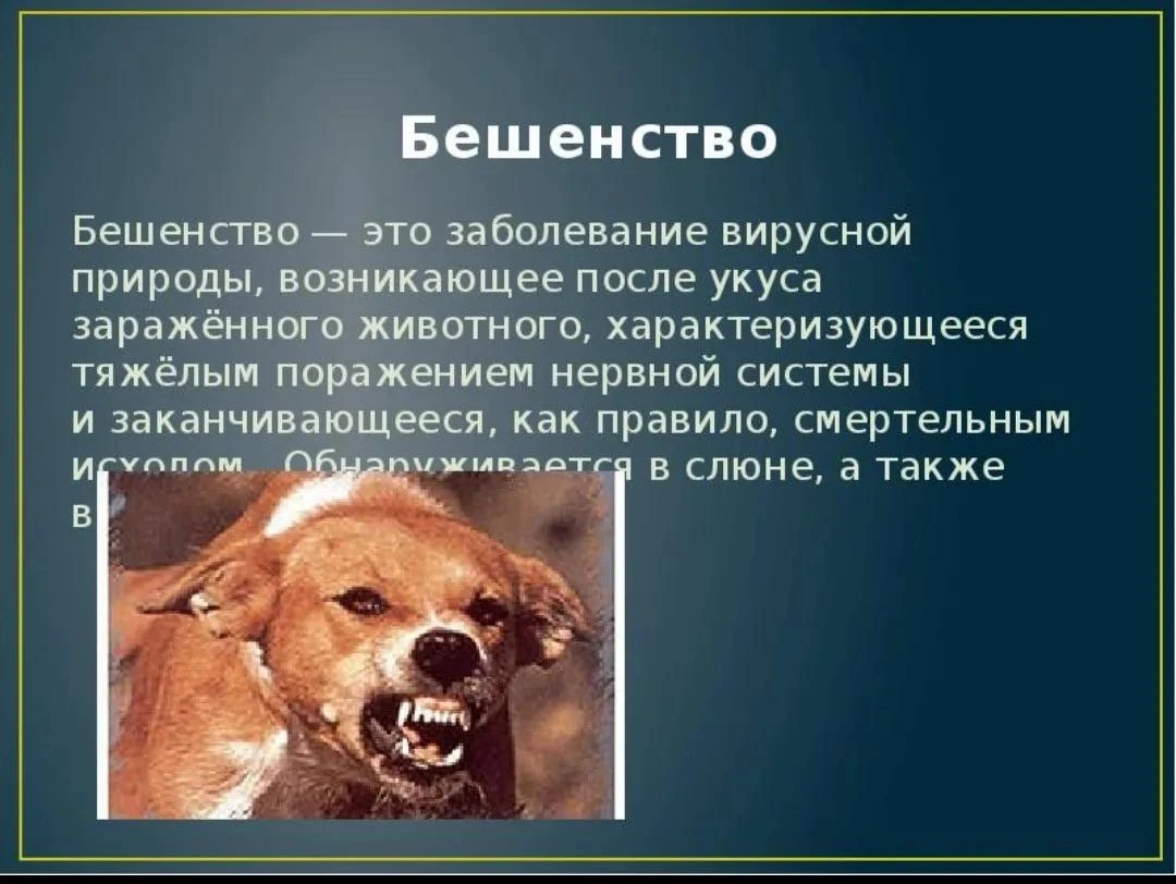 Бешенство: один укус, который может стоить жизни. Как защитить себя и питомца?
