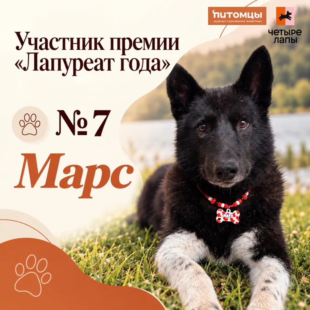 🤝Продолжаем знакомить вас с участниками премии «Лапуреат года» — и следующая история п...