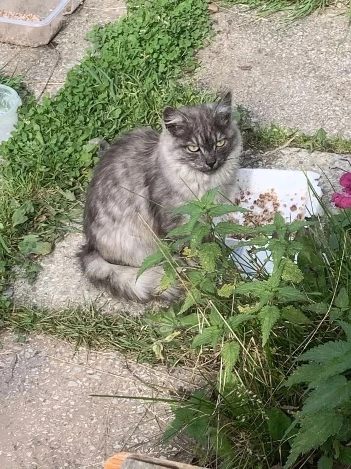 😿У нас тут опять кошачья богадельня.