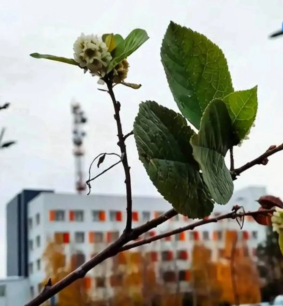 🌱 В октябре в Ноябрьске зацвела черёмуха
