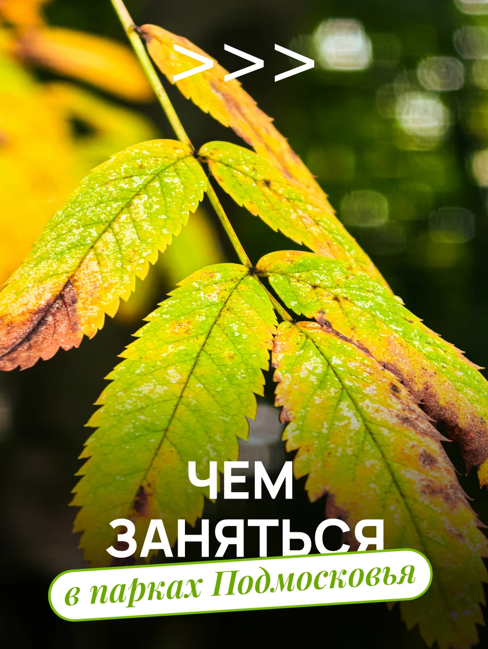 🌿 Чем заняться в парках Подмосковья?