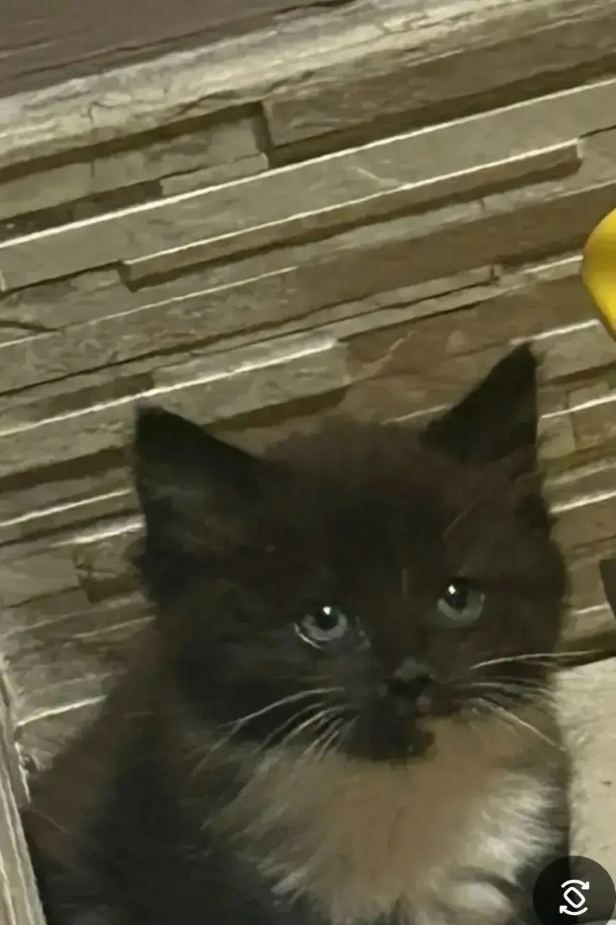 Внимание!!! Отдам котёнка в добрые ручки, девочка.