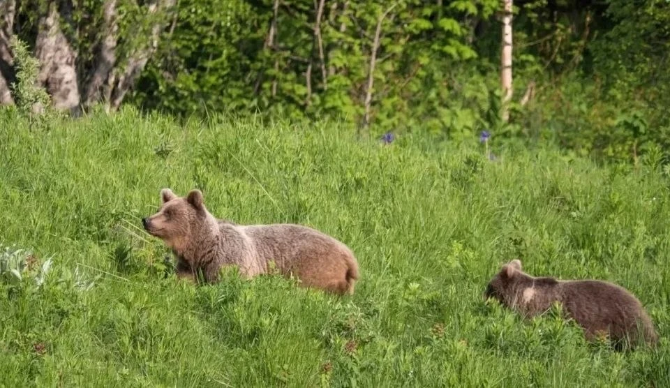 🐻 Медведицу с медвежонком заметили в Ботаническом саду Нальчика Кабардино-Балкарии – у...