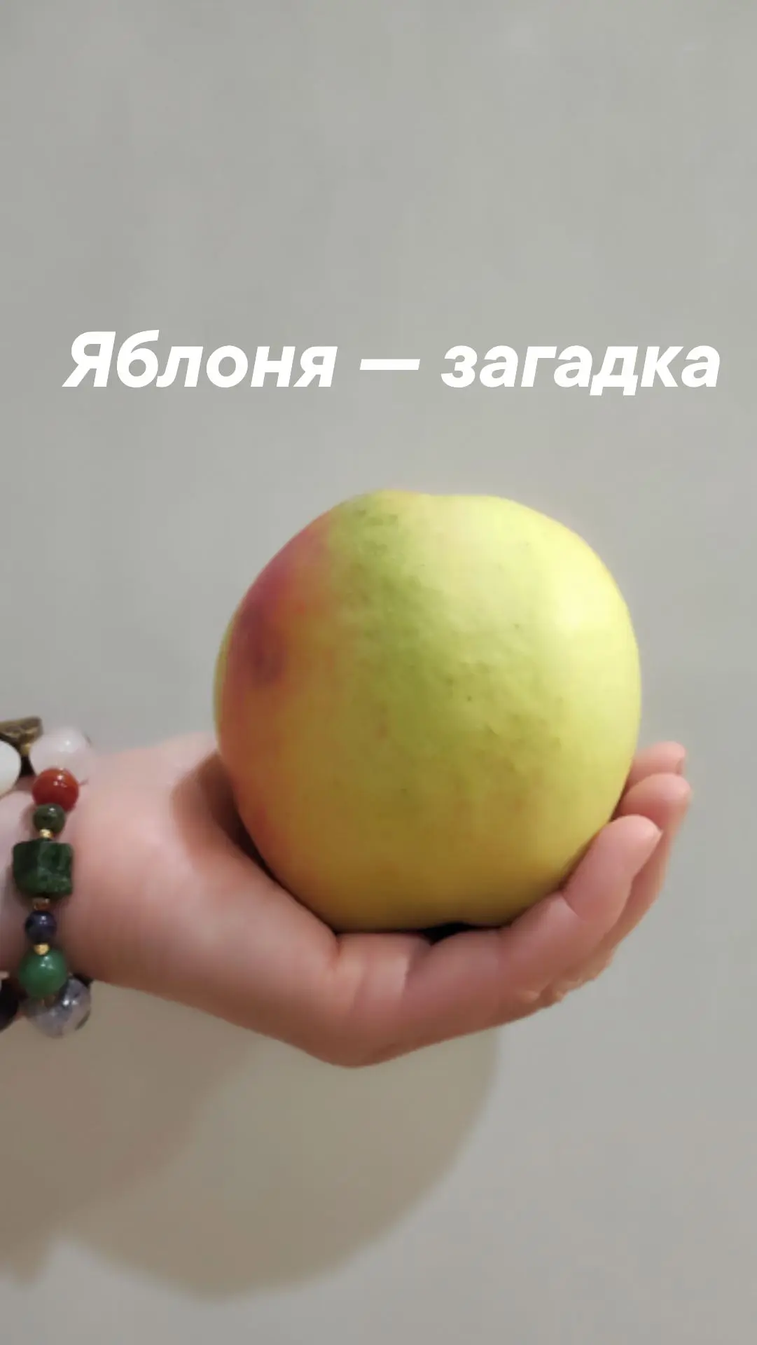 Яблоня-загадка! Покупала как „Персиянку“, а выросла… ну, скажем так, своя собственная в...