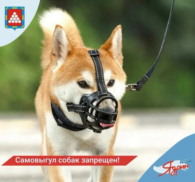 Самовыгул и выгул собак без поводка и намордника запрещен!