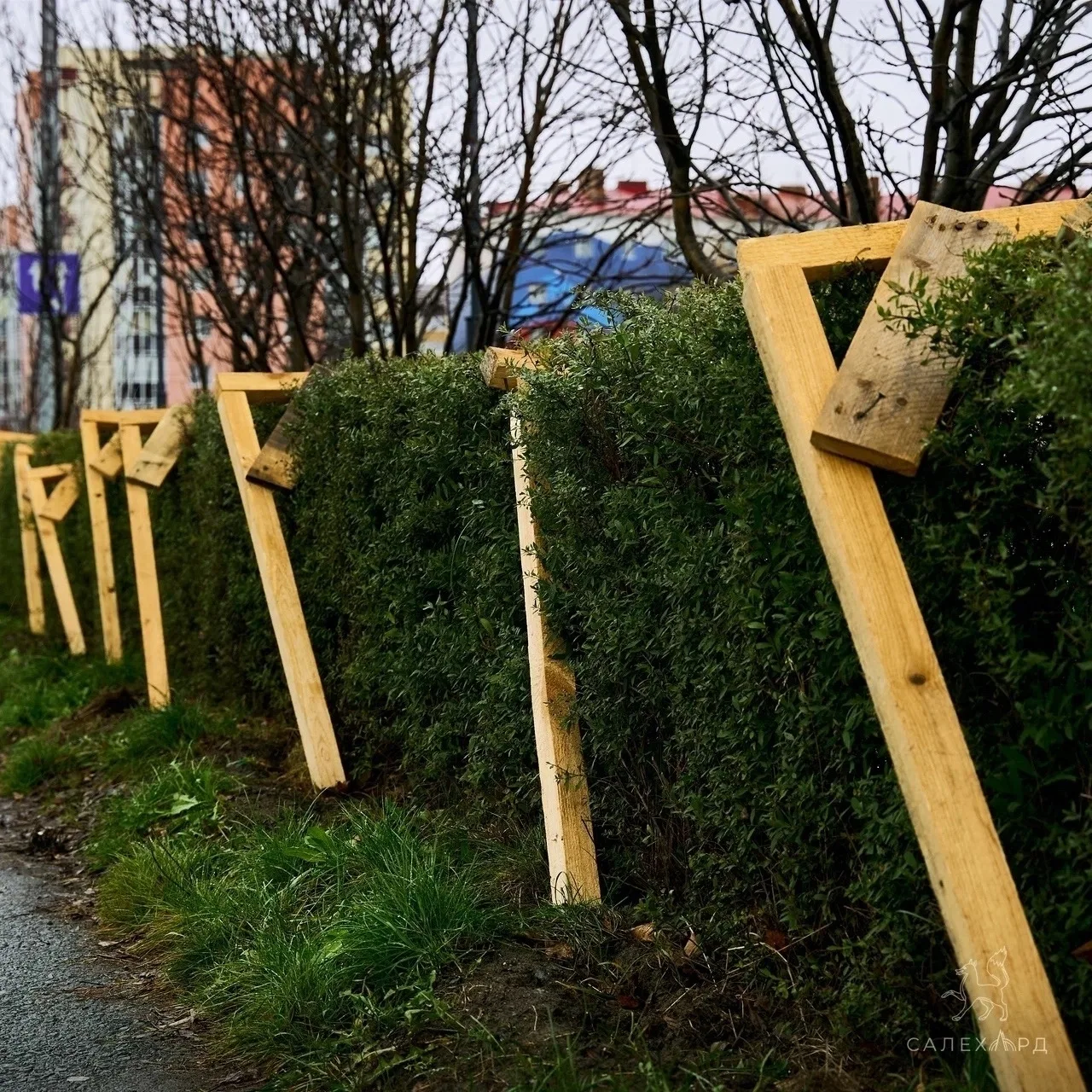 🌿 В Салехарде начали укрывать изгородь из спиреи
