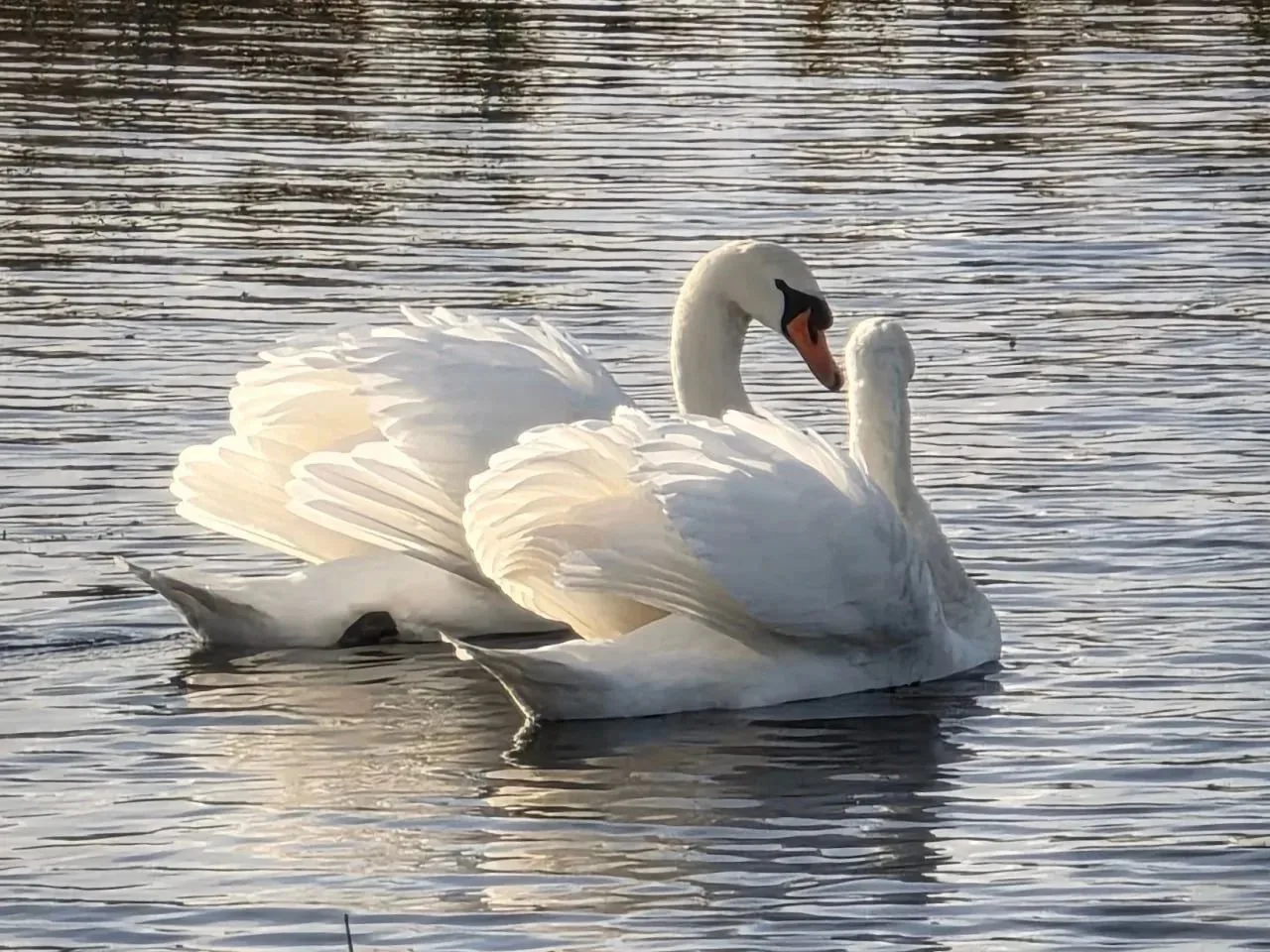 🦢 Лебединая семья под Пермью не спешит на юг!