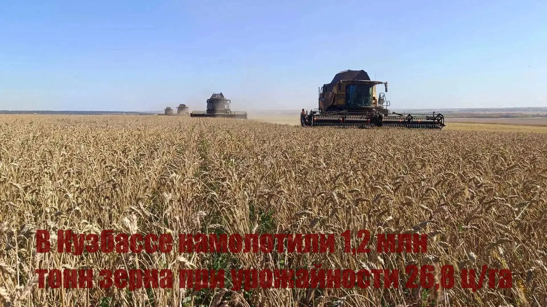 В Кузбассе намолотили 1,2 млн тонн зерна при урожайности 26,8 ц/га