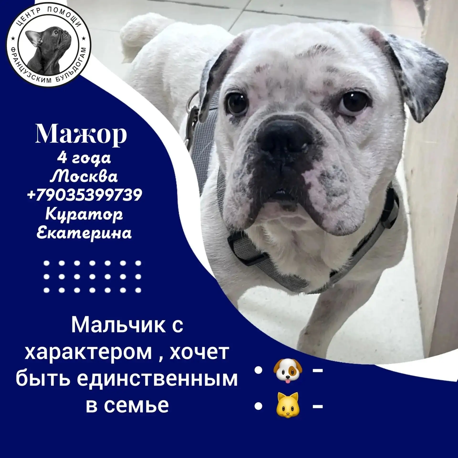 Друзья, наш #Мажор@sosbulldog в очень активном поиске семьи🆘️