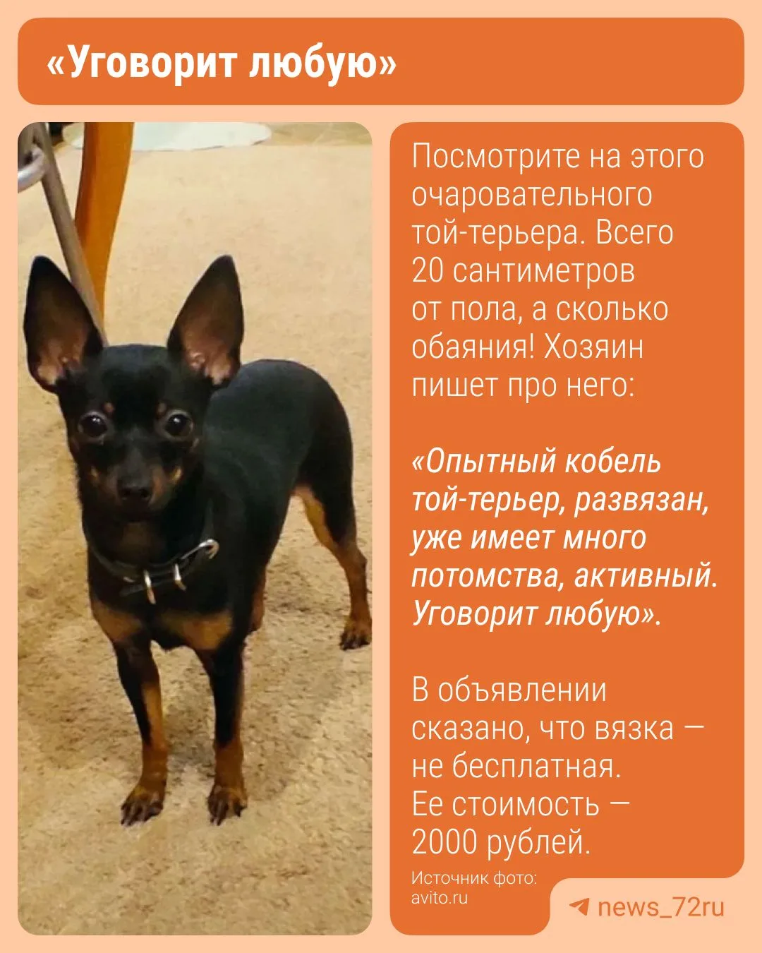 Многодетный папа ищет девушку для встреч…