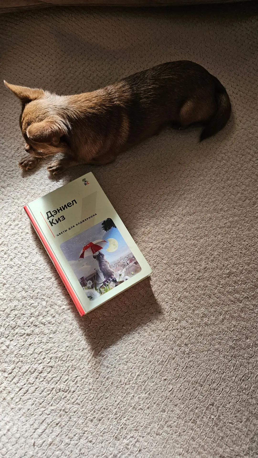 Так выглядит "доброе утро"♥️
