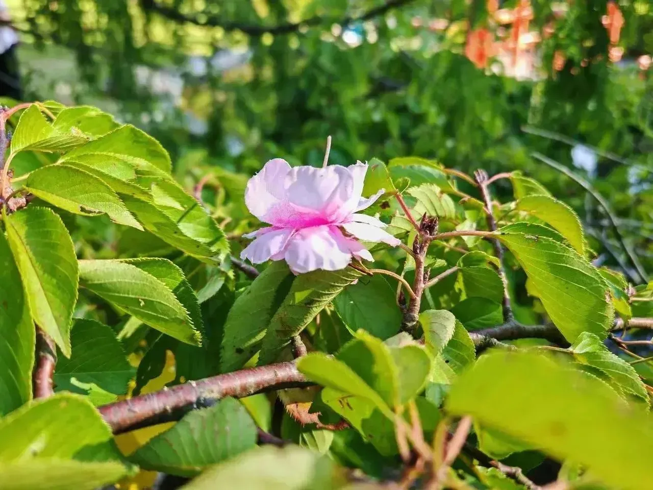 🌸 В сочинском «Дендрарии» сакура неожиданно зацвела розовым — но есть нюанс!