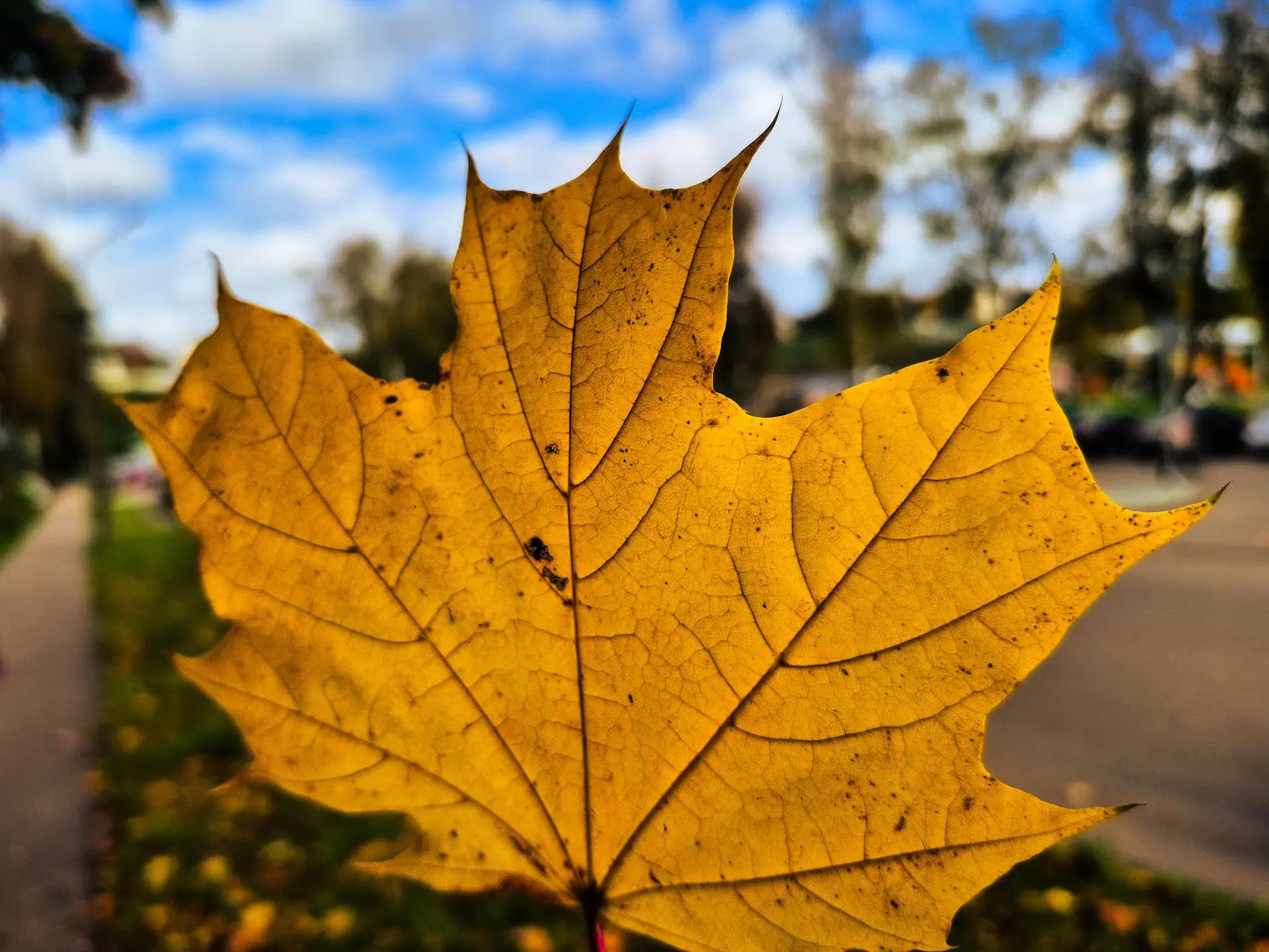 Доброе утро! Пусть неделя будет удачной 🍁