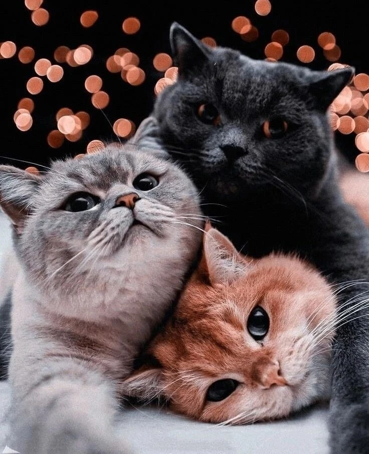 12 примет о кошках