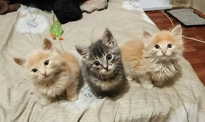 Котятки 😺🐾 в добрые руки🙏1,5 месяца, рыжие мальчики, серая девочка, к лотку приучены...